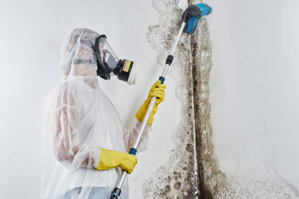 Best Emergency Mold Remediation in Charleston, MO