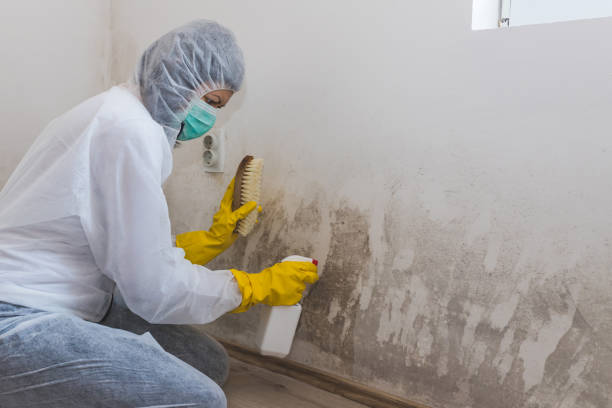 Best DIY Mold Remediation Support Services in Charleston, MO