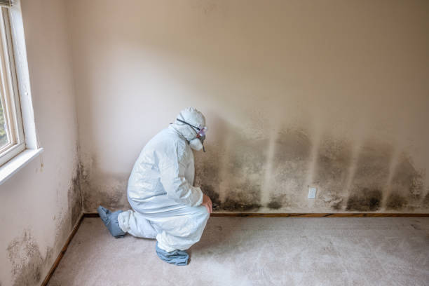 Best Mold Remediation for Schools in Charleston, MO