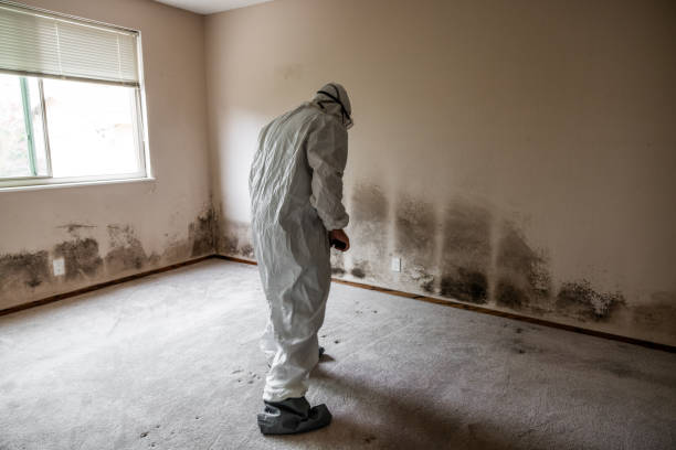 Best Crawl Space Mold Remediation in Charleston, MO
