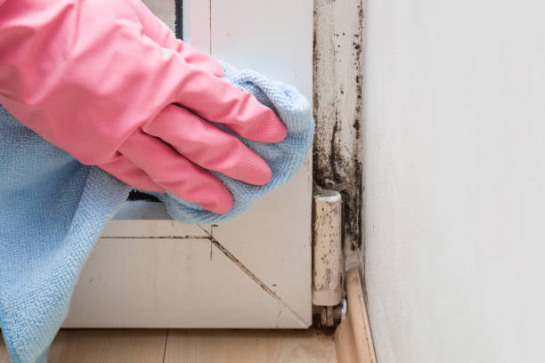 Best DIY Mold Remediation Support Services in Charleston, MO