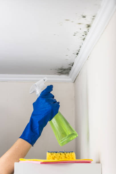 Trusted Charleston, MO Mold Remediation Experts