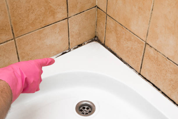 Best Mold Testing and Inspection Services in Charleston, MO